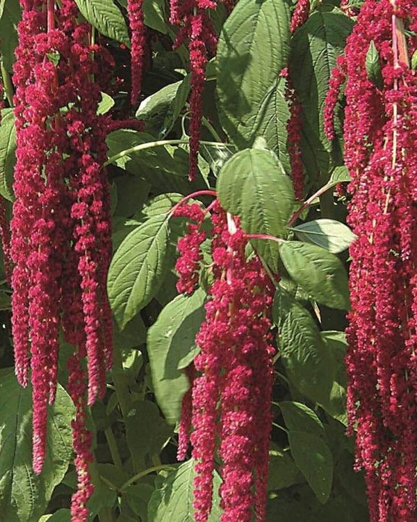 Amaranthus