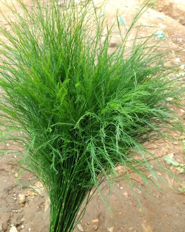 Asparagus Fern