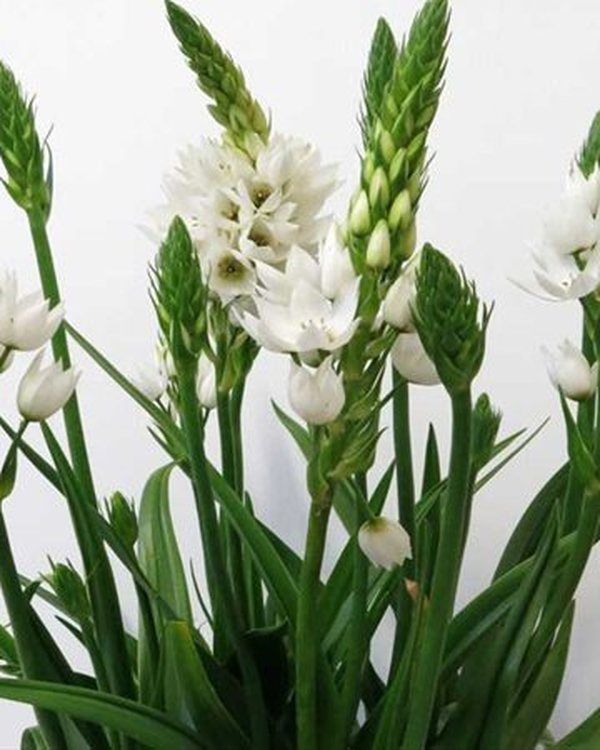 Ornithogalum