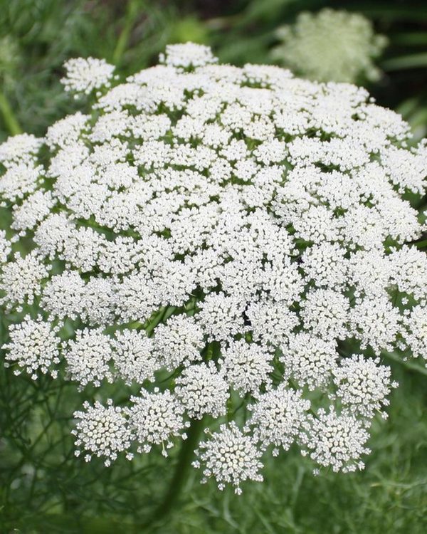Ammi visnaga