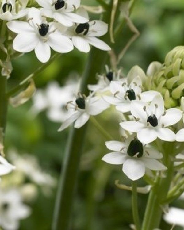 Arabicum