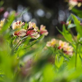 Alstroemeria gallery image 2