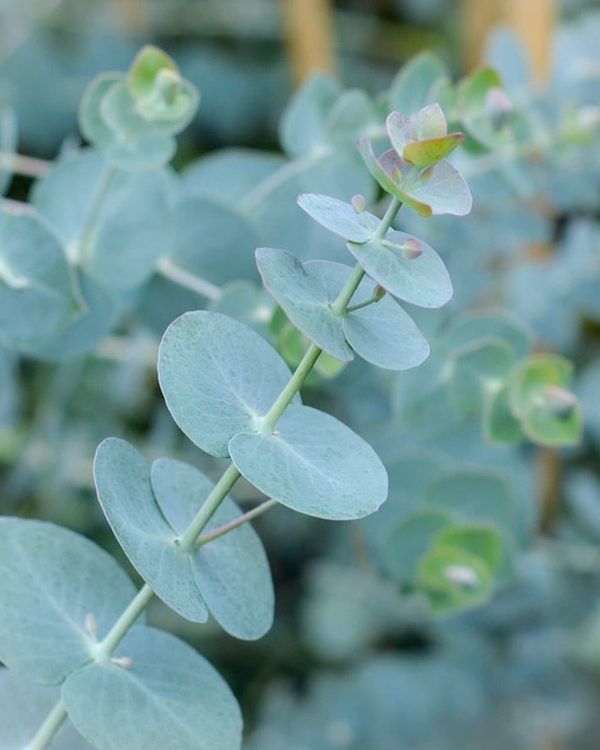 Eucalyptus