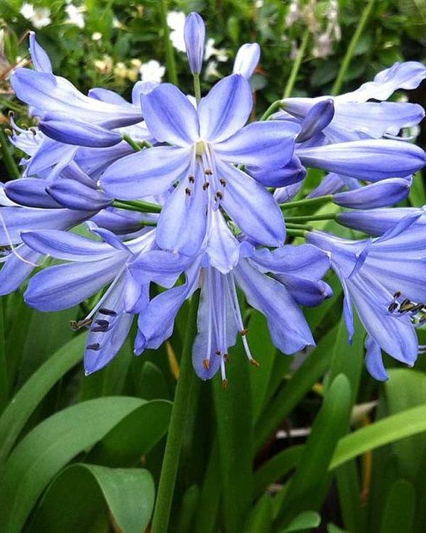 Agapanthus