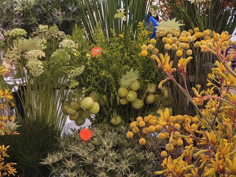 Mixed Chalvin summer flowers on display
