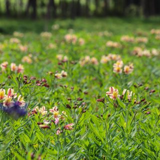 Alstroemeria gallery image 3