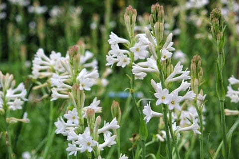 Tuberose