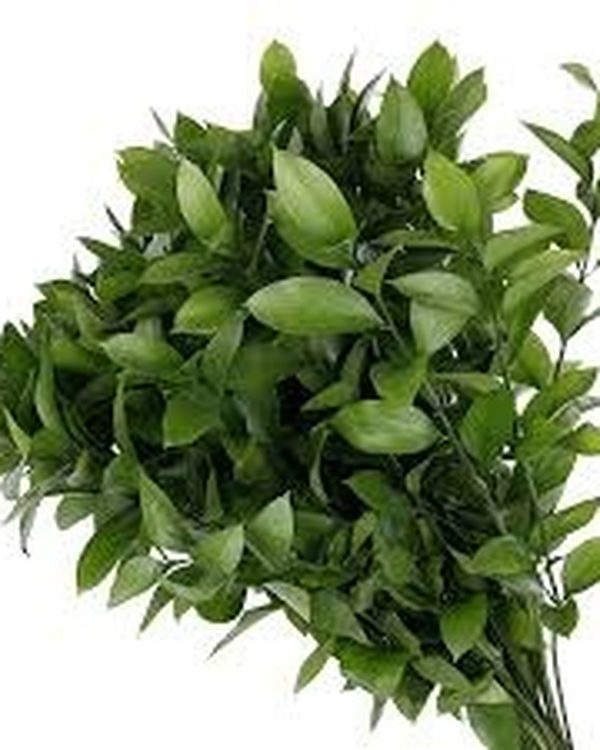 Ruscus
