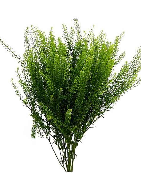 Lepidium