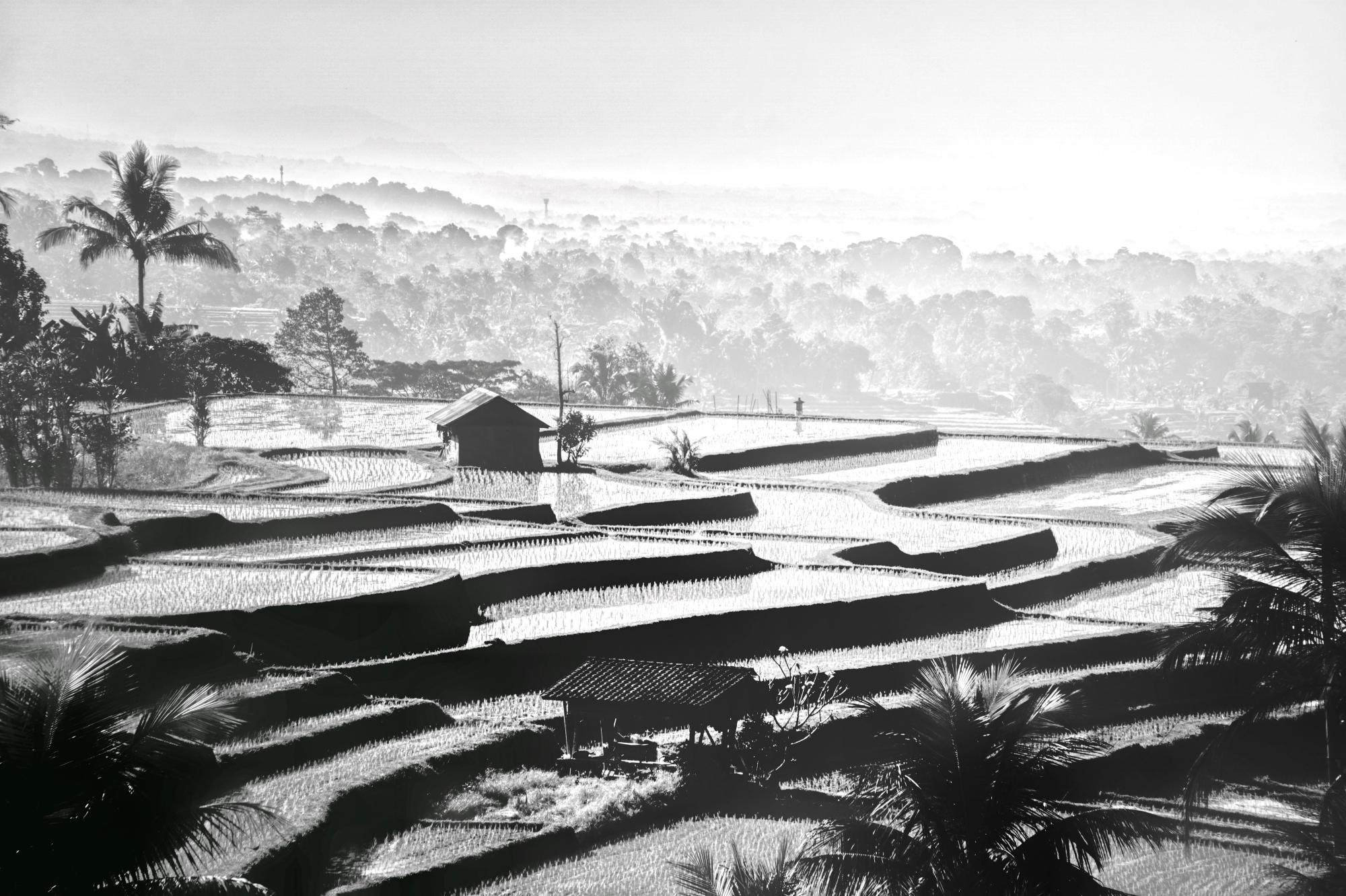 Jatiluwih Rice Terrace