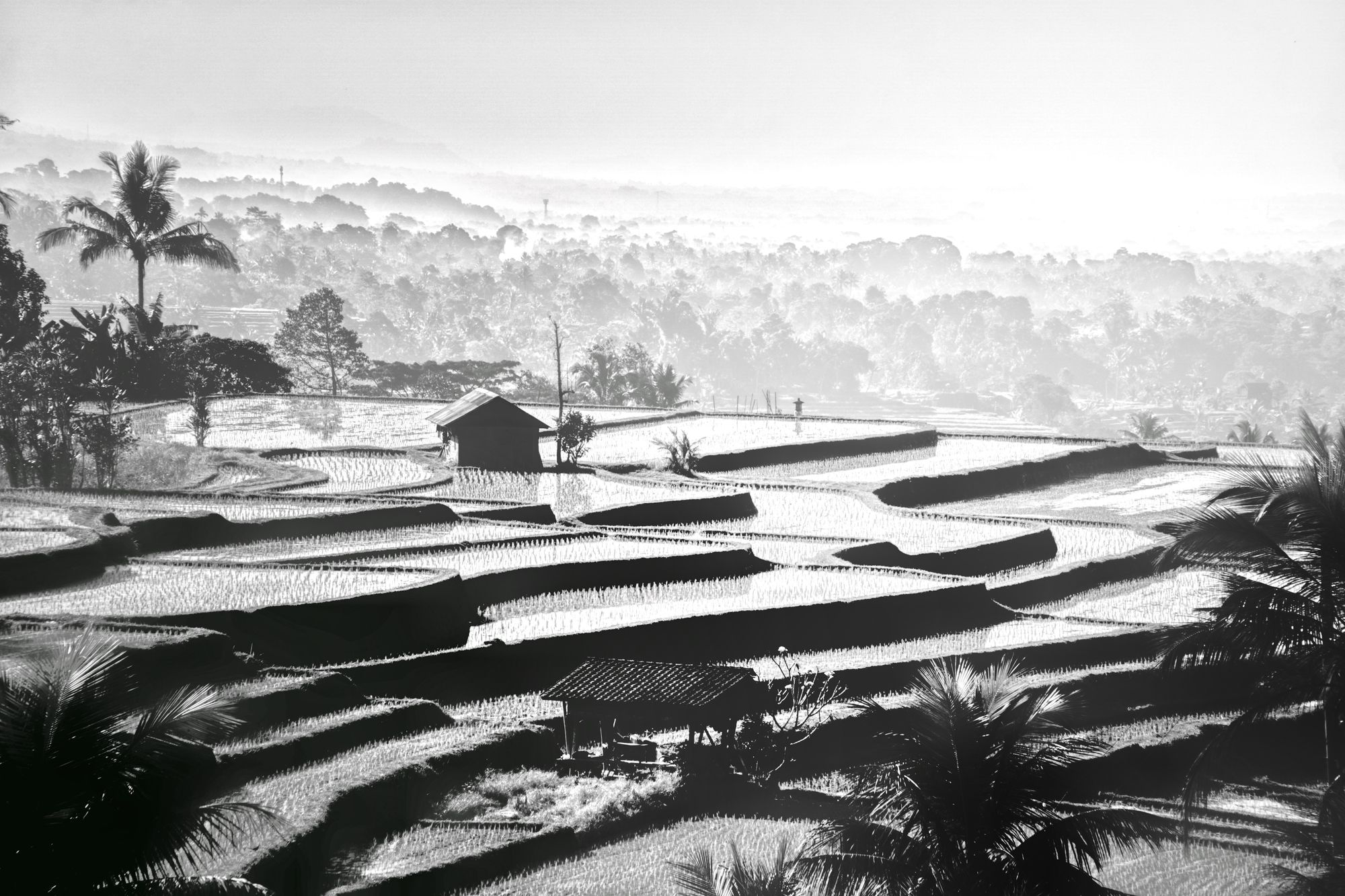 Jatiluwih Rice Terrace