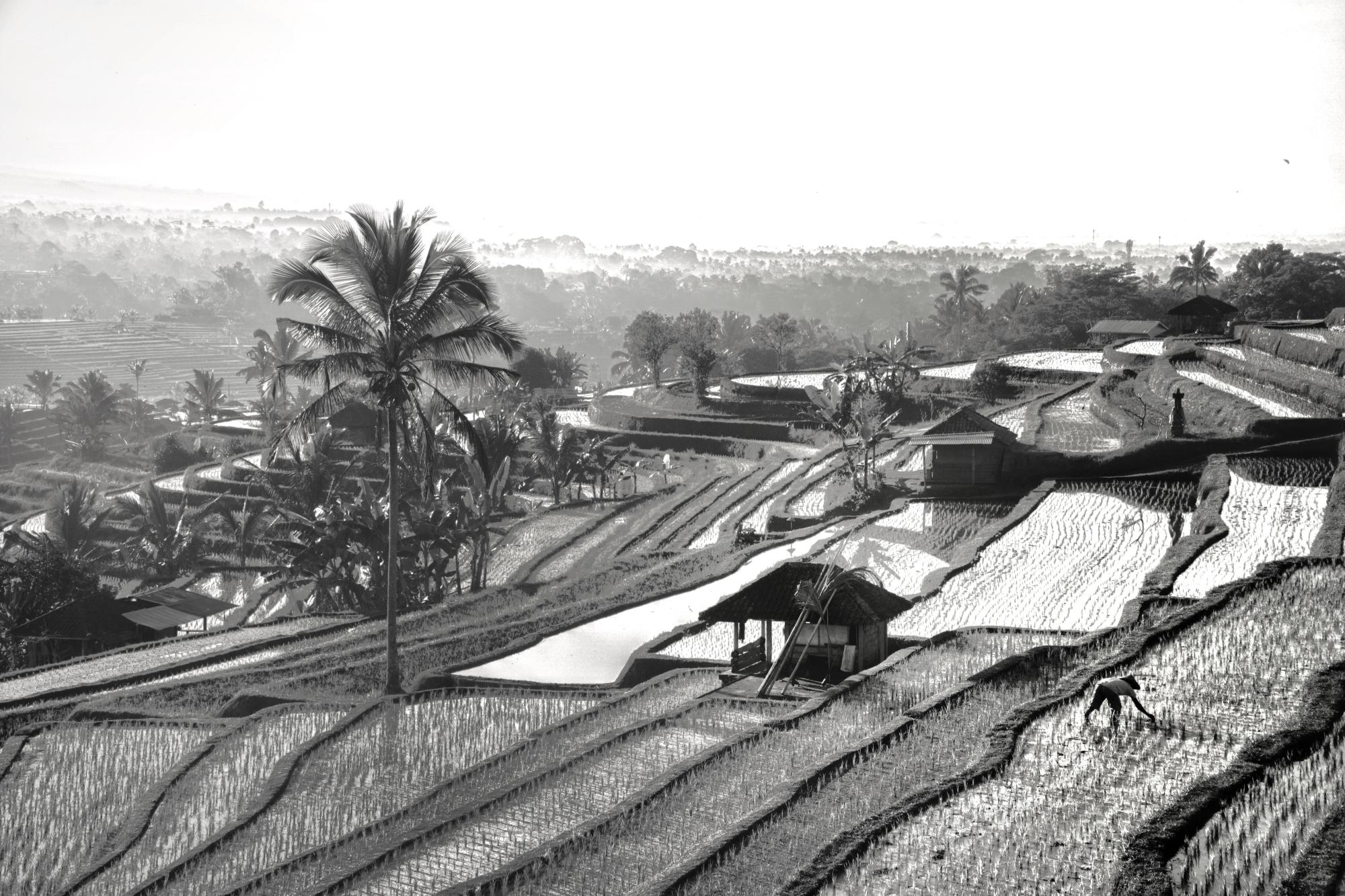 The Farmer at Jatiluwih Rice Terrace