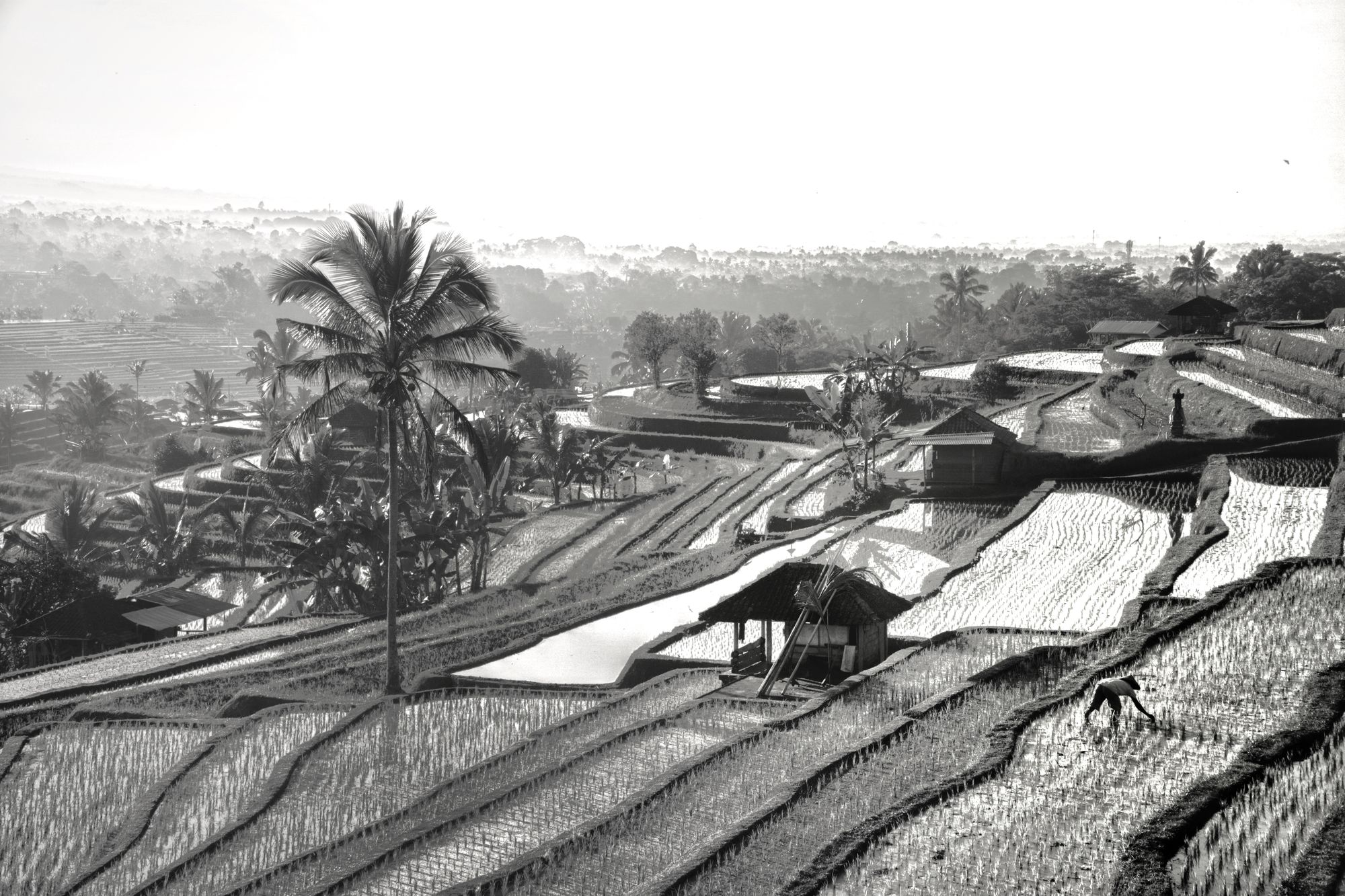 The Farmer at Jatiluwih Rice Terrace