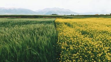 Agriculture sans néonicotinoïdes : 5 solutions pour une compétitivité durable