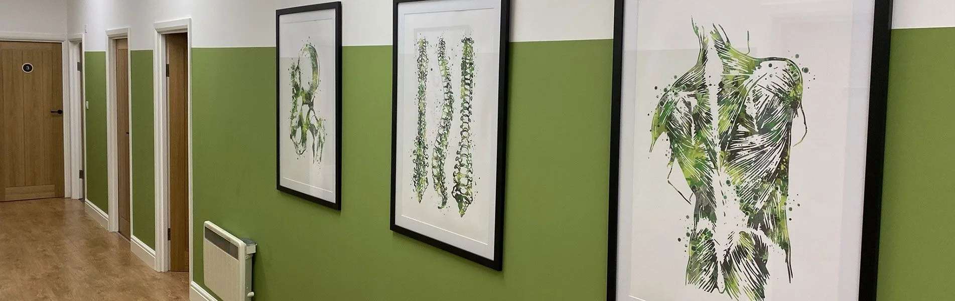 Clinic corridor with green walls and framed green anatomical prints of a pelvis, spines and back muscles