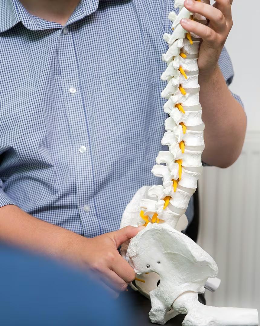 A chiropractor holding a model of the spine during a consultation