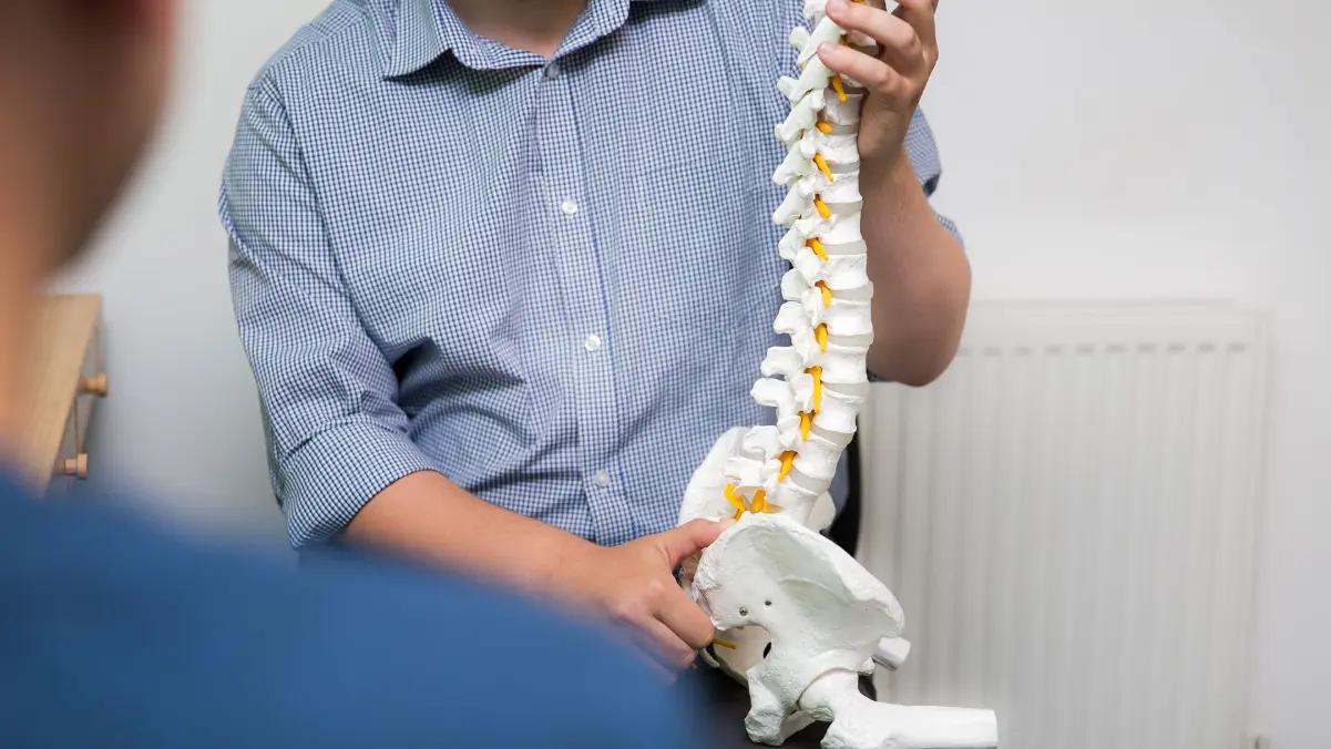 A chiropractor holding a model of the lower spine and pelvis