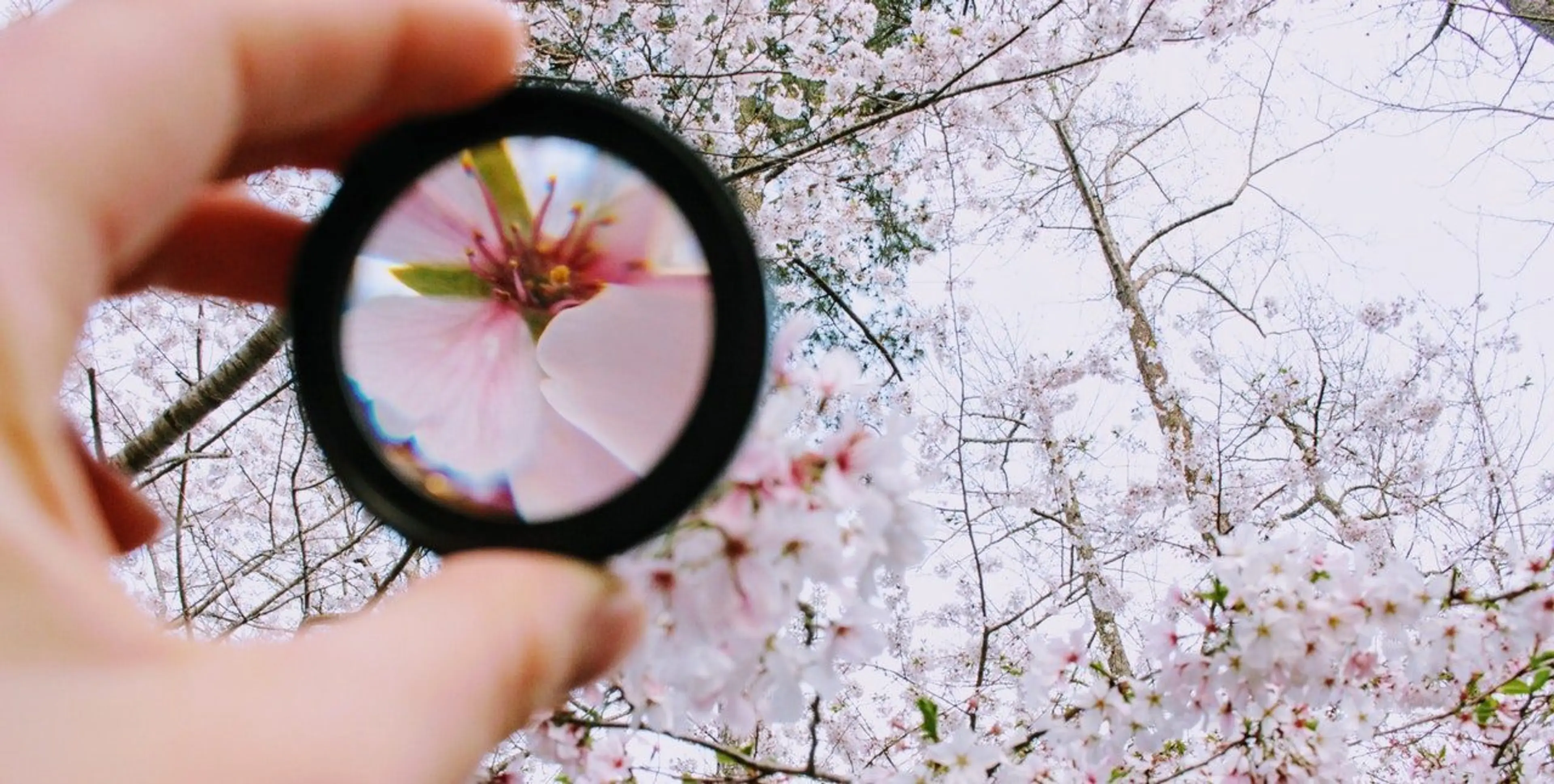 A man holding magnifying glass and showing enlarged flower through glass