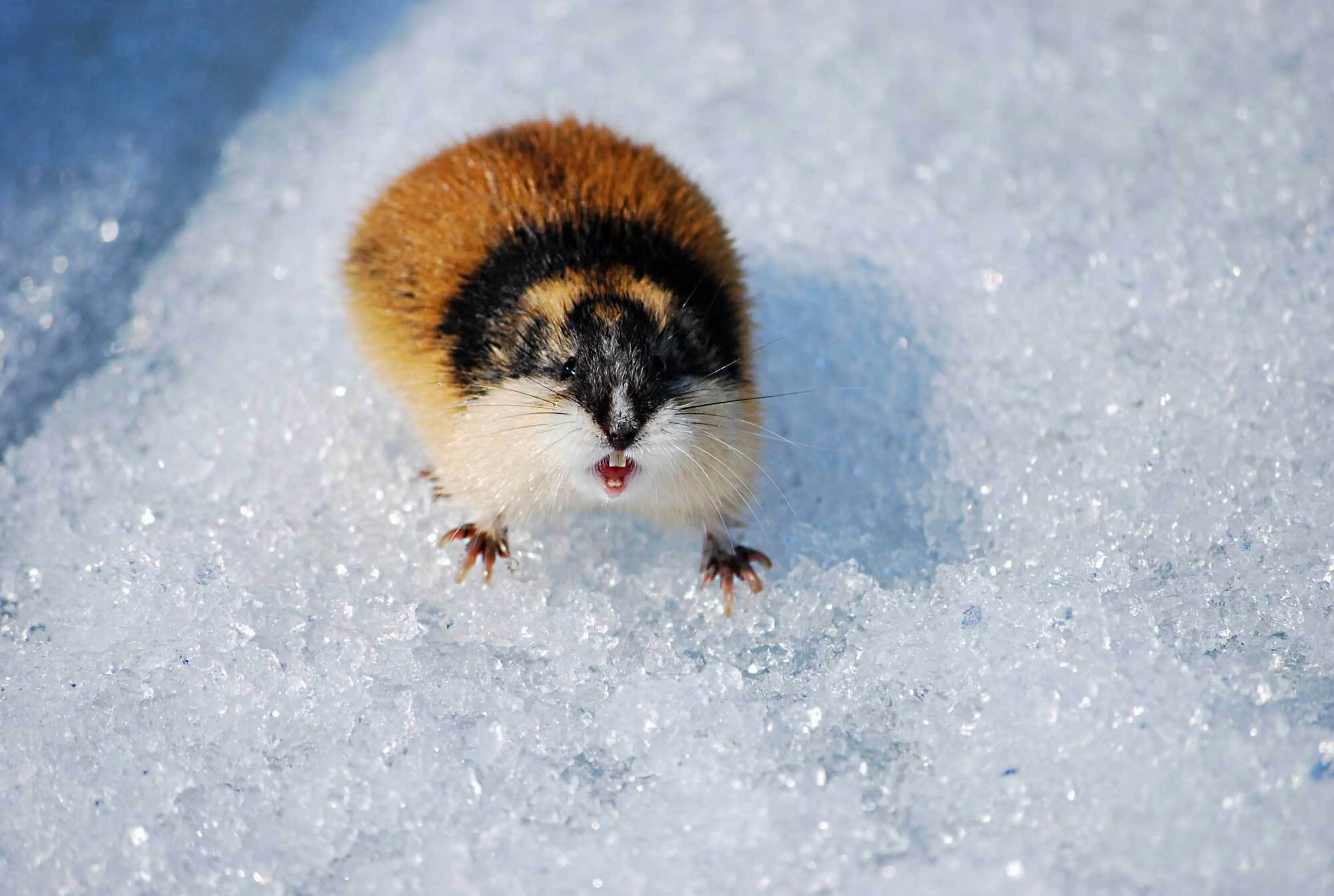 Image of lemming on white crystal-like surface