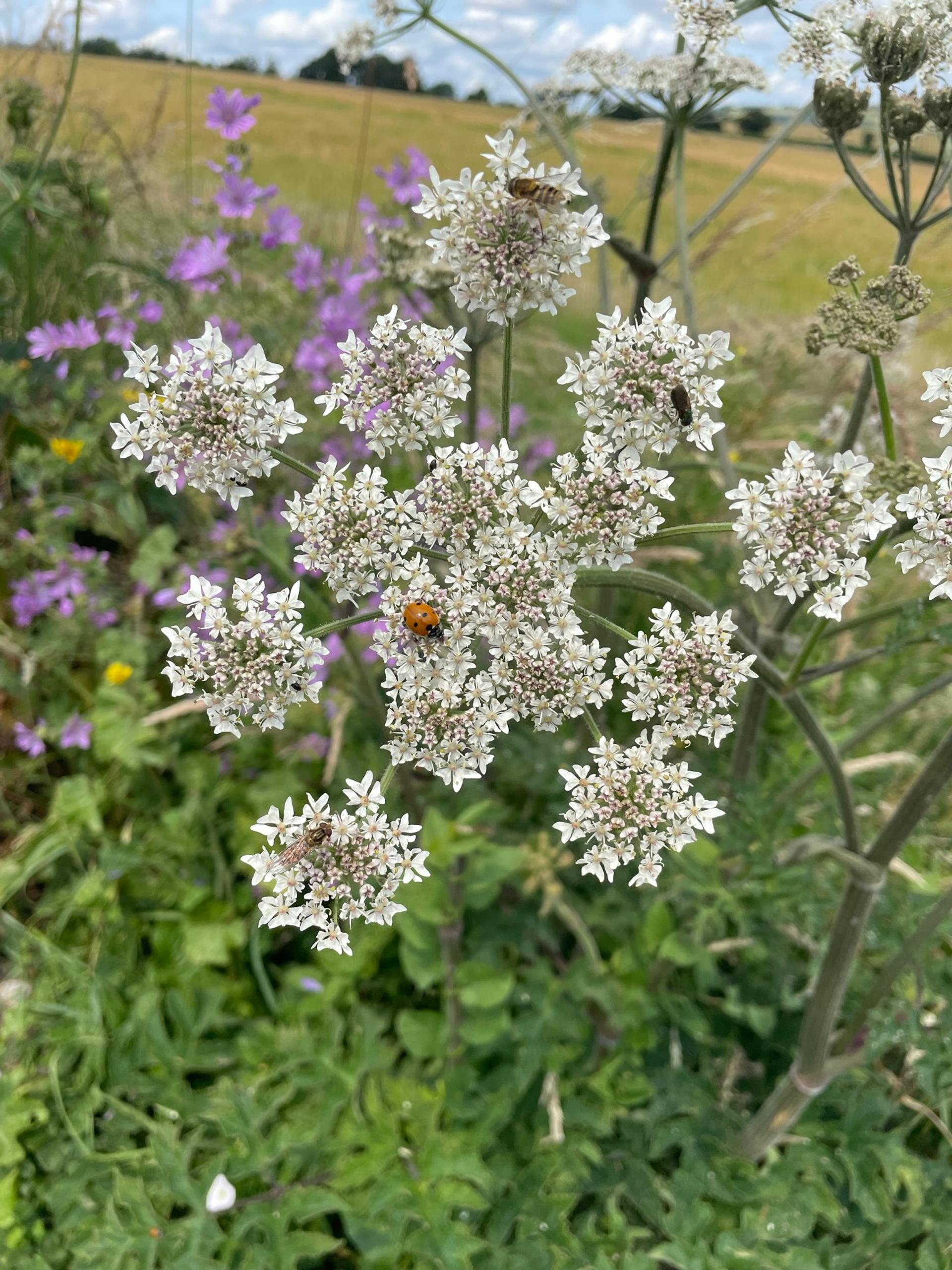 Flora with ladybird on a site visit in Hampshire
