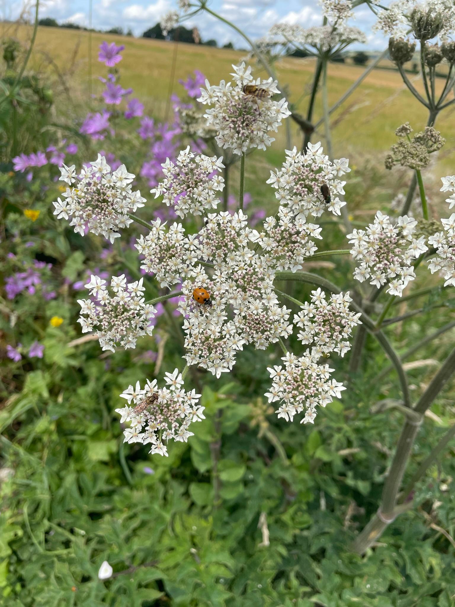 Flora with ladybird on a site visit in Hampshire