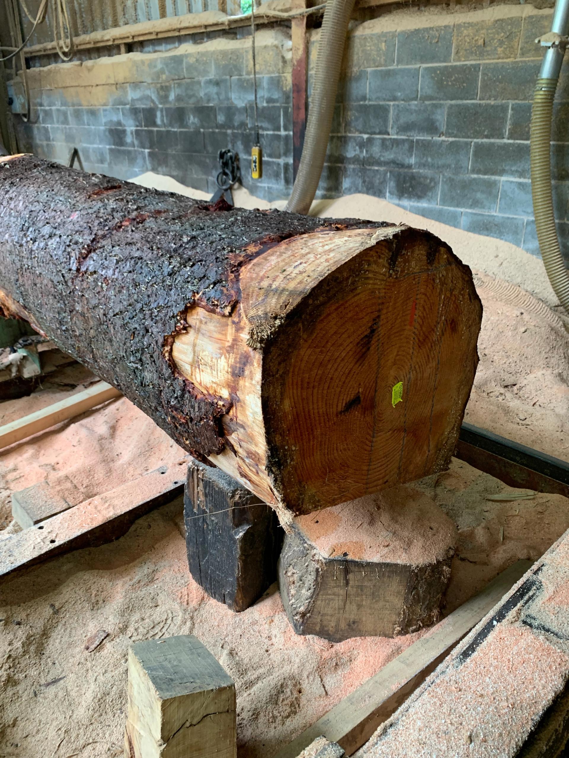 Trees are prepared for processing