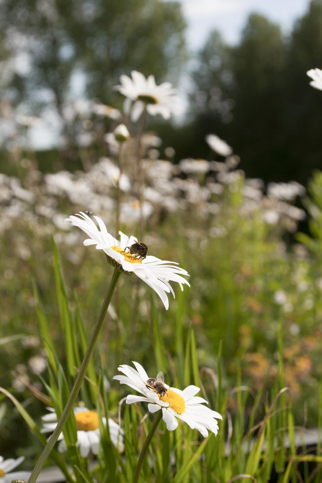Flowers on green roof of Paragraph 84 home by Studio Bark