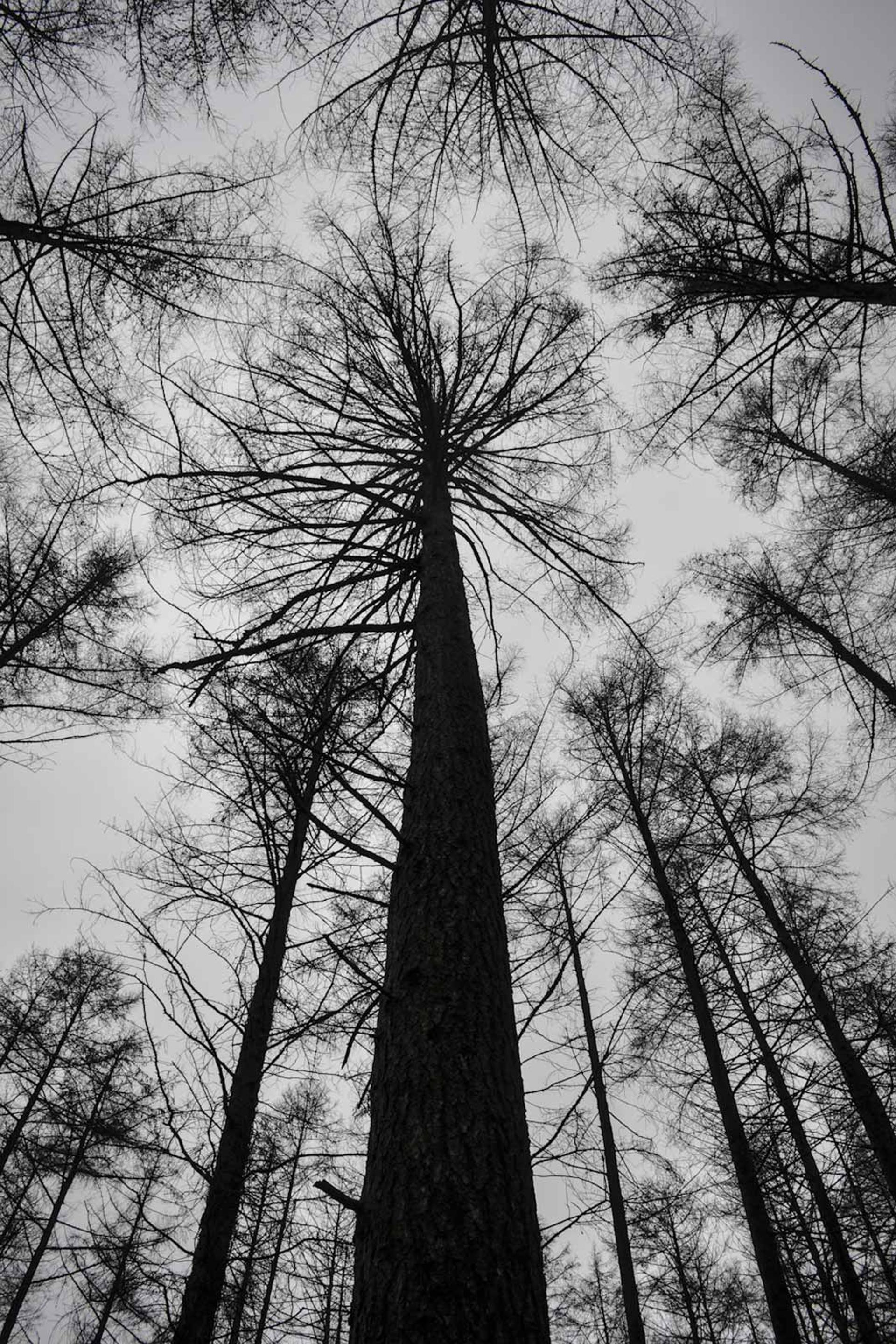 Surrounding trees looking up to sky