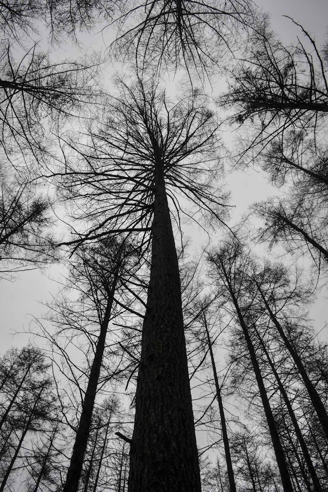 Surrounding trees looking up to sky
