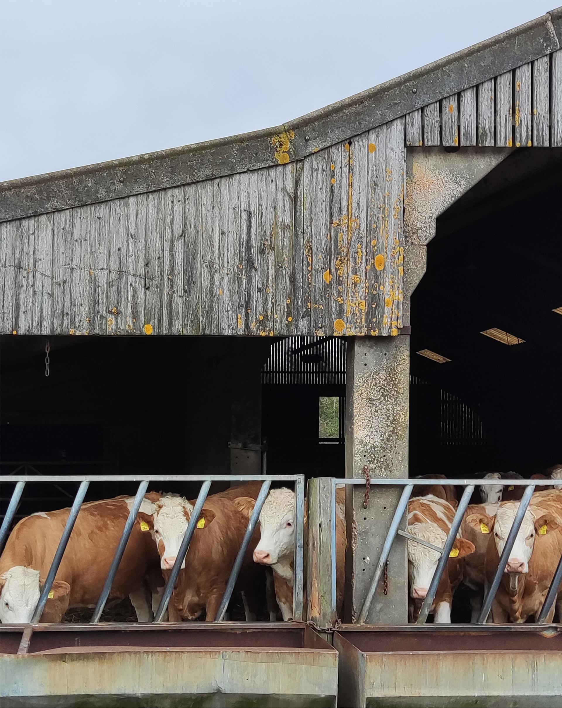 Cover Image for Milking Parlour