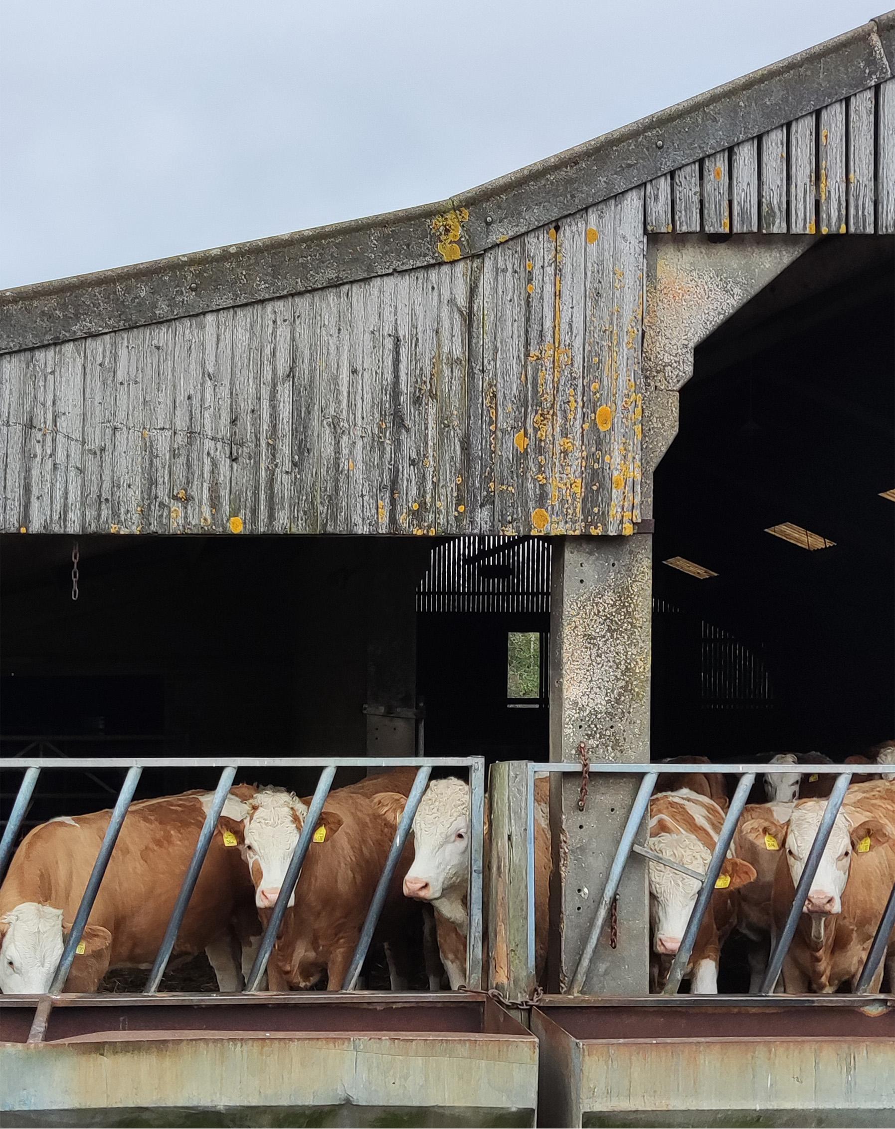 Cover Image for Milking Parlour