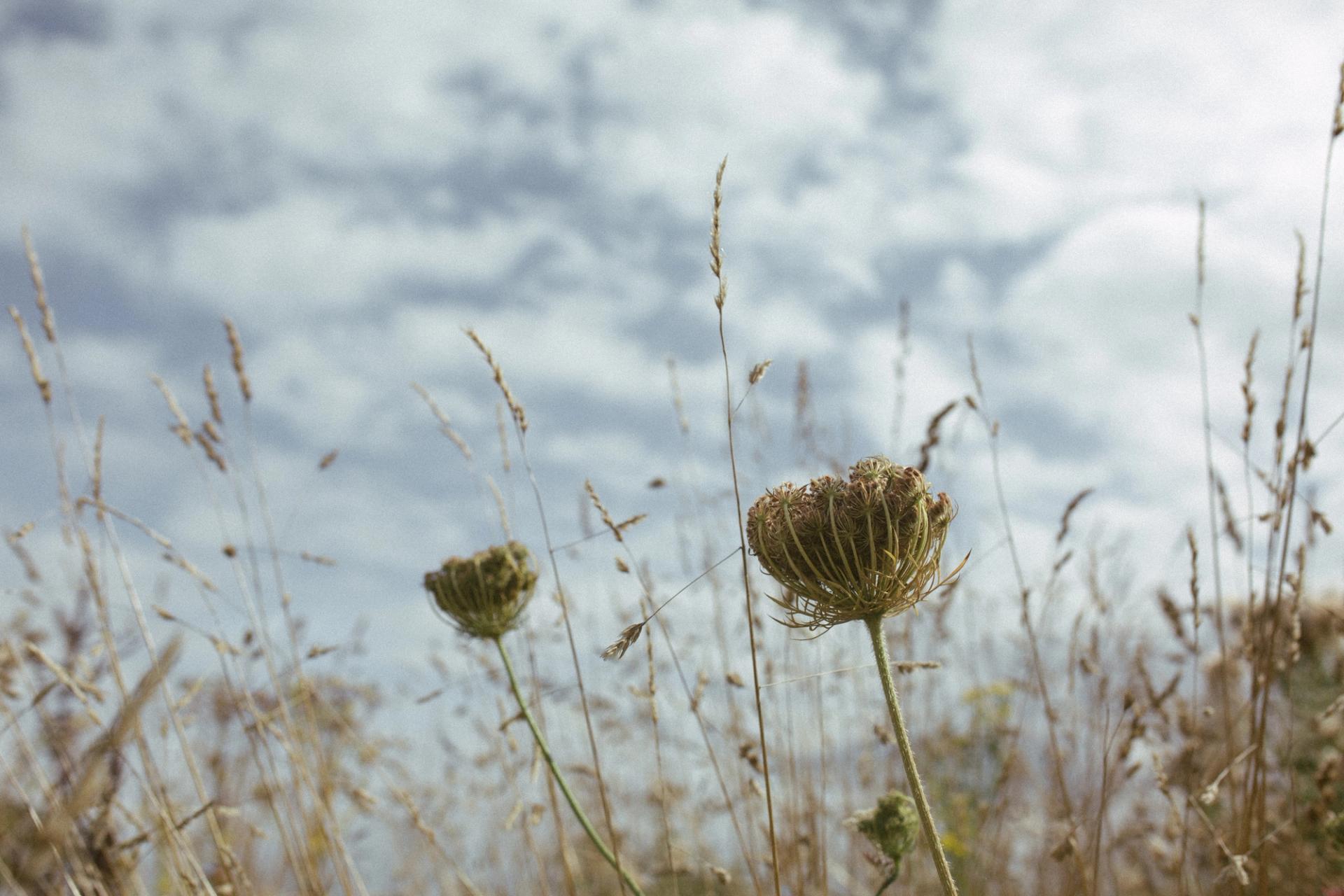 Wildflowers and grasses surround the landscape at Twin Barn Farm