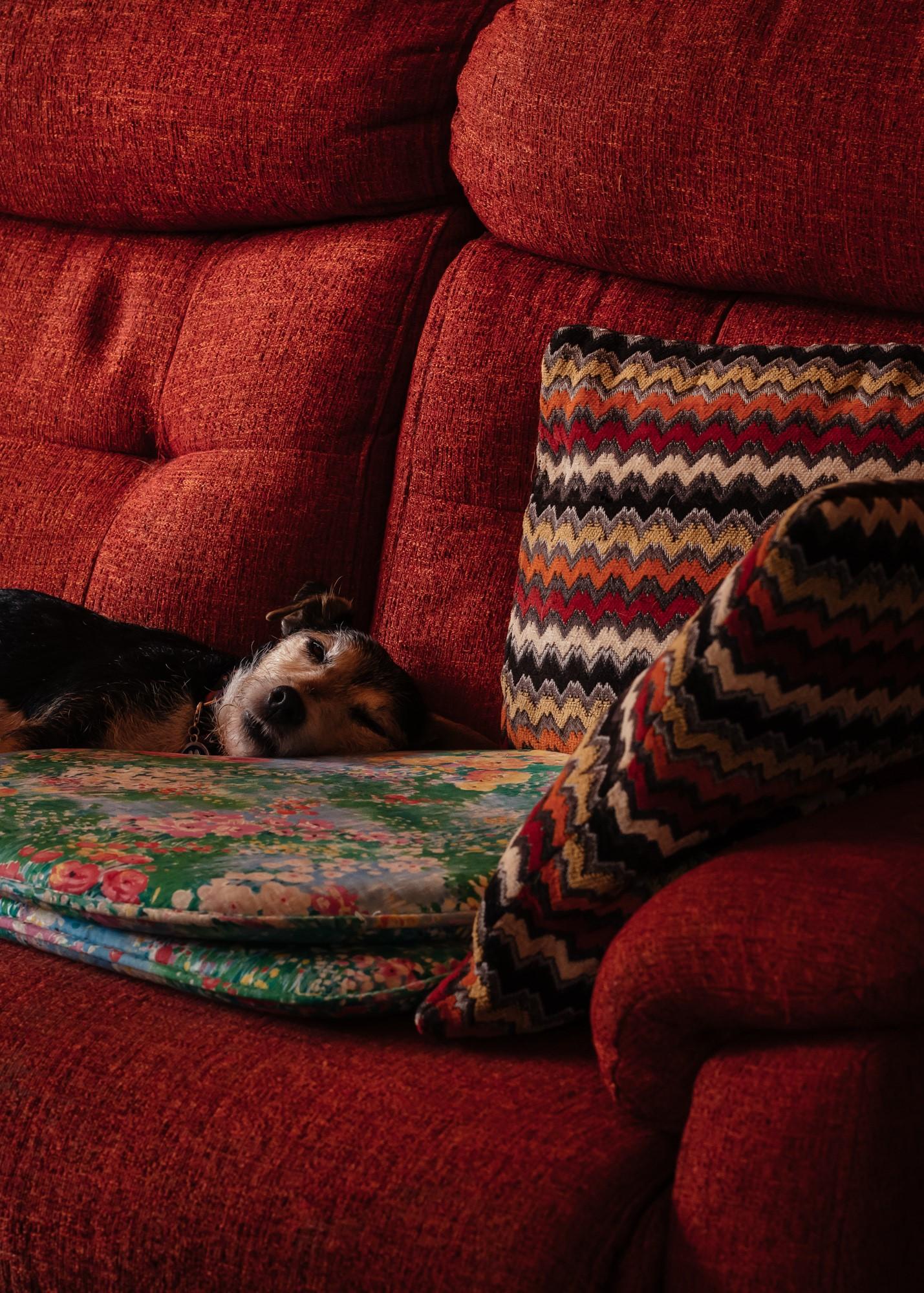 Dog asleep on sofa