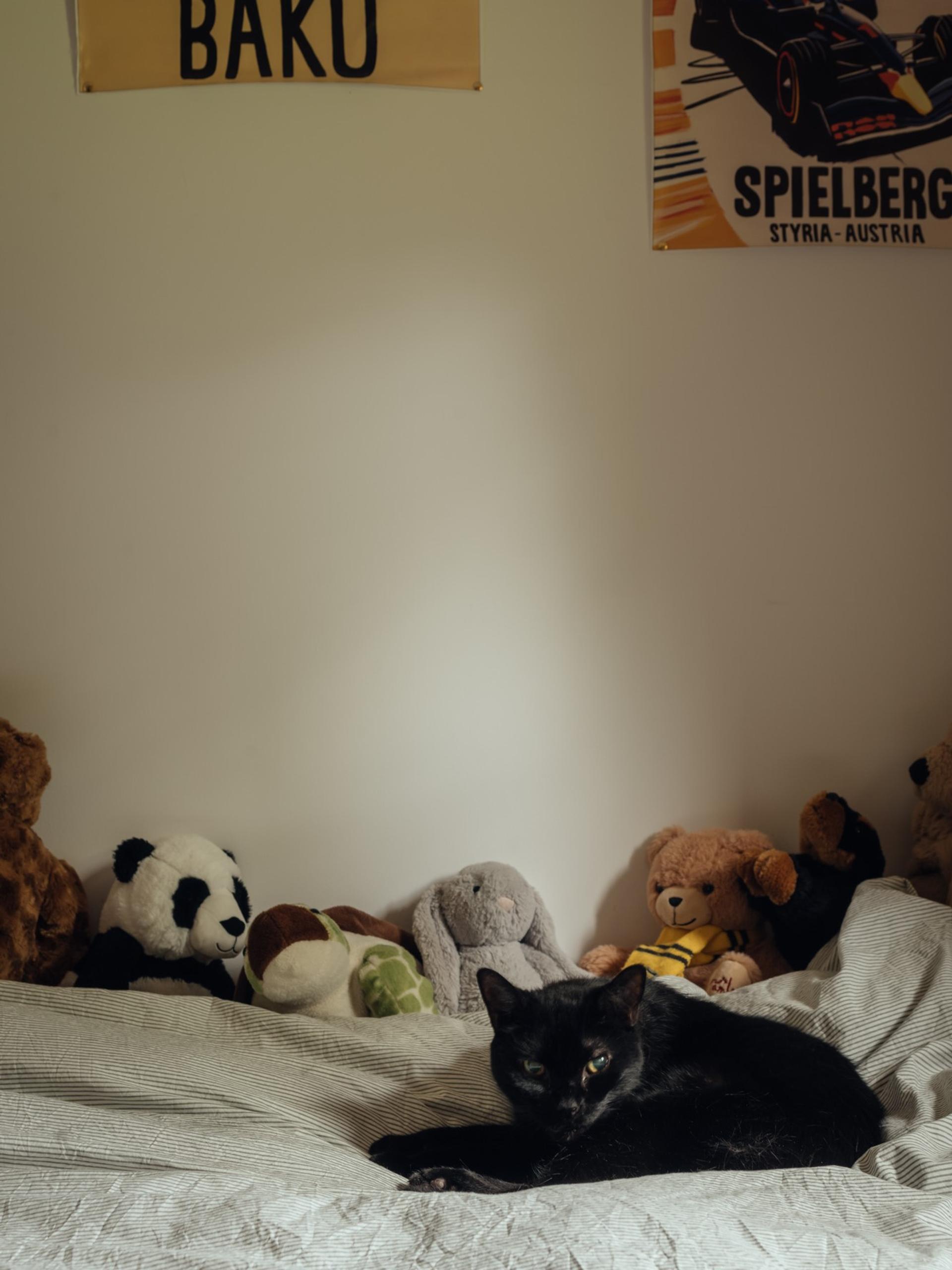 Orchard House by Studio Bark interior view - bedroom with cat
