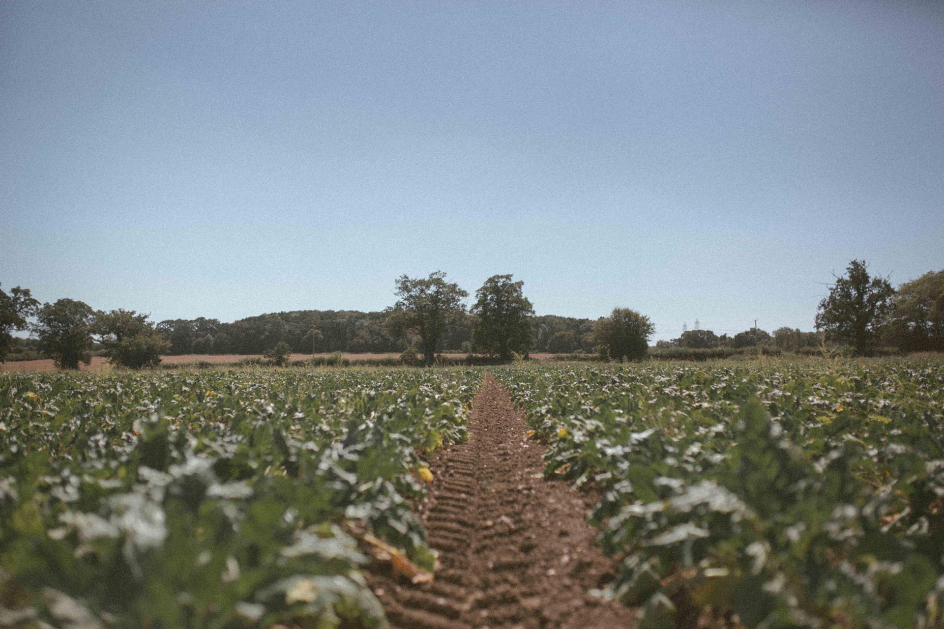 A rural site for a family home