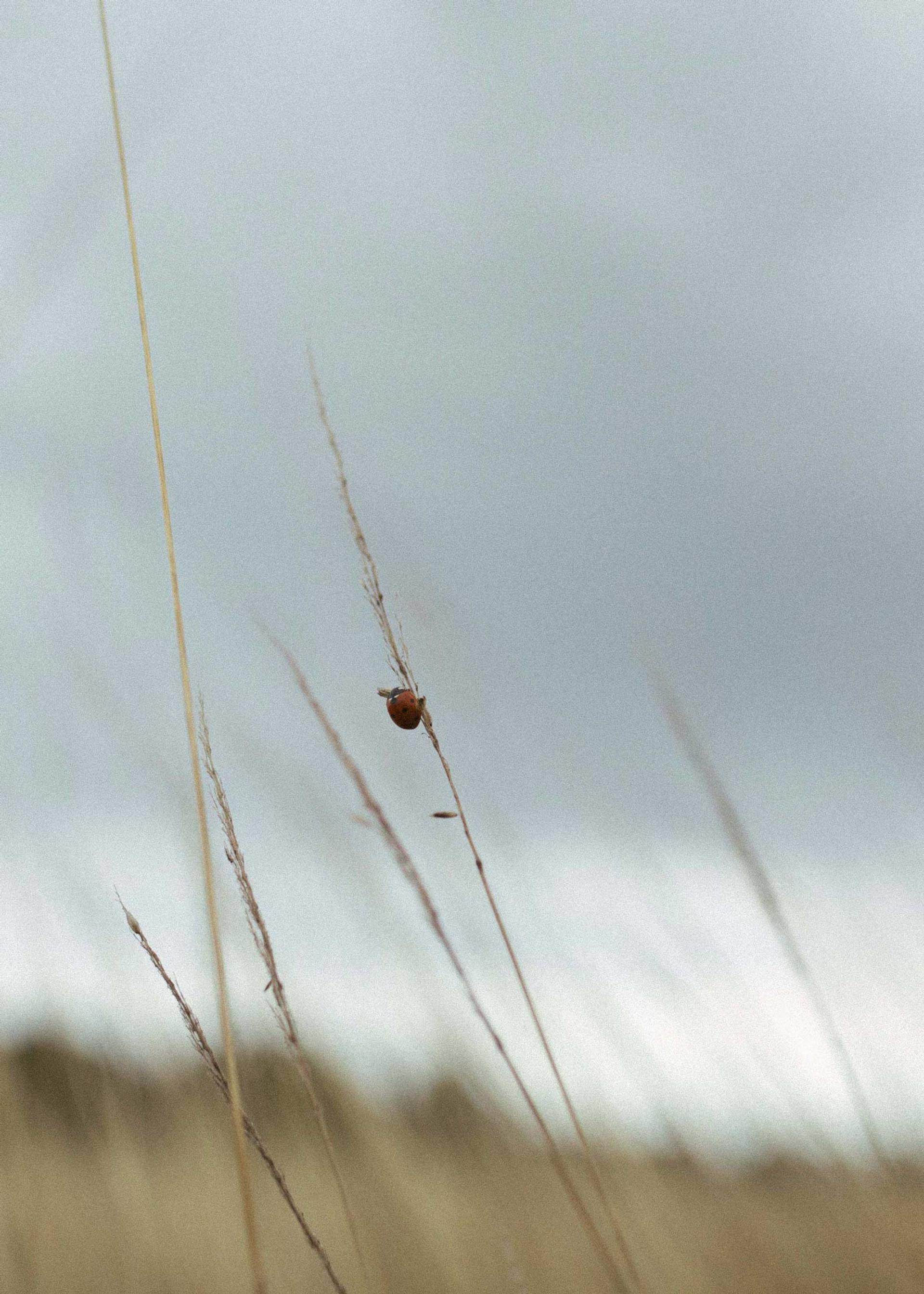 A detail from the surrounding meadow 