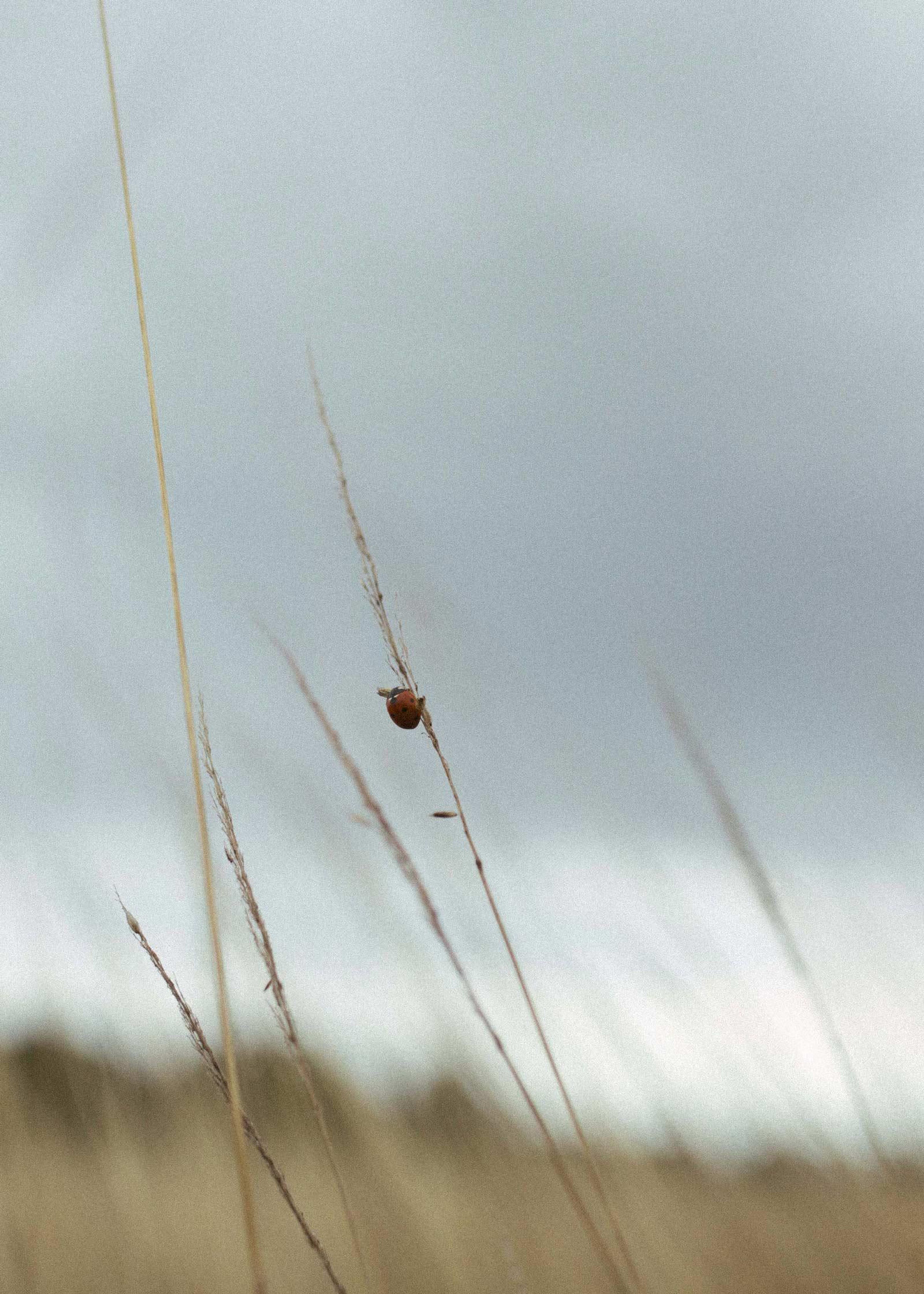 A detail from the surrounding meadow