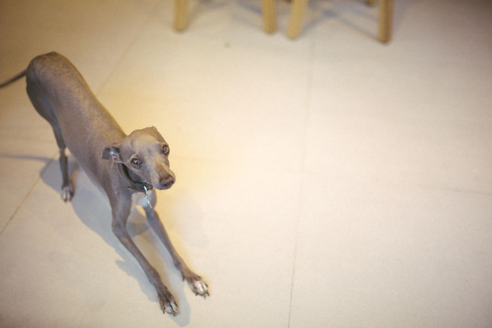 The client's dog enjoying the new kitchen conversion