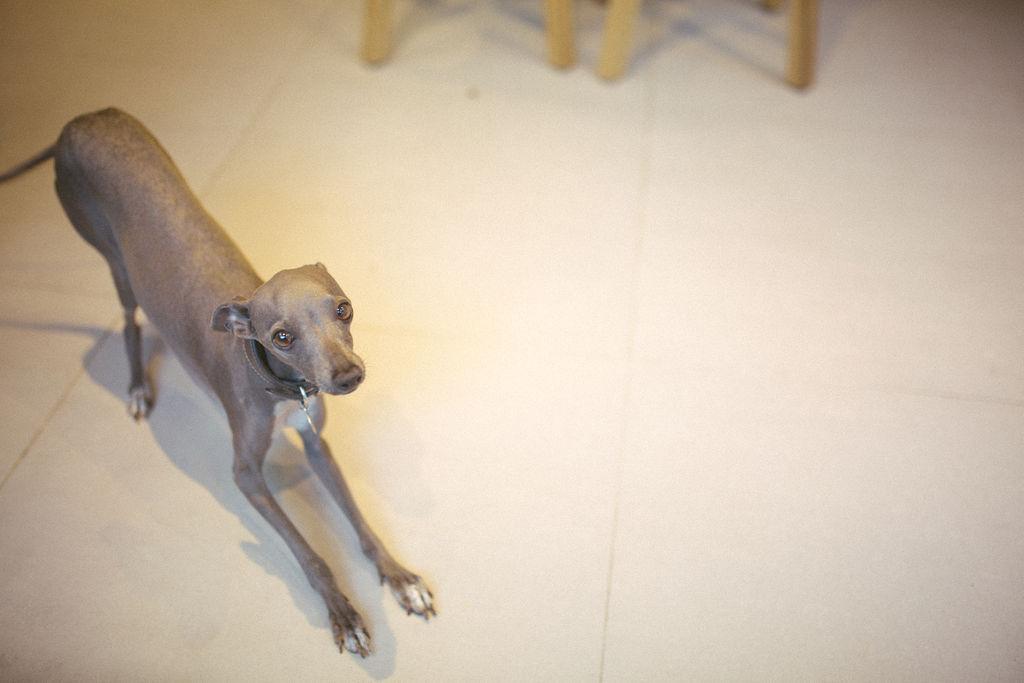 The client's dog enjoying the new kitchen conversion