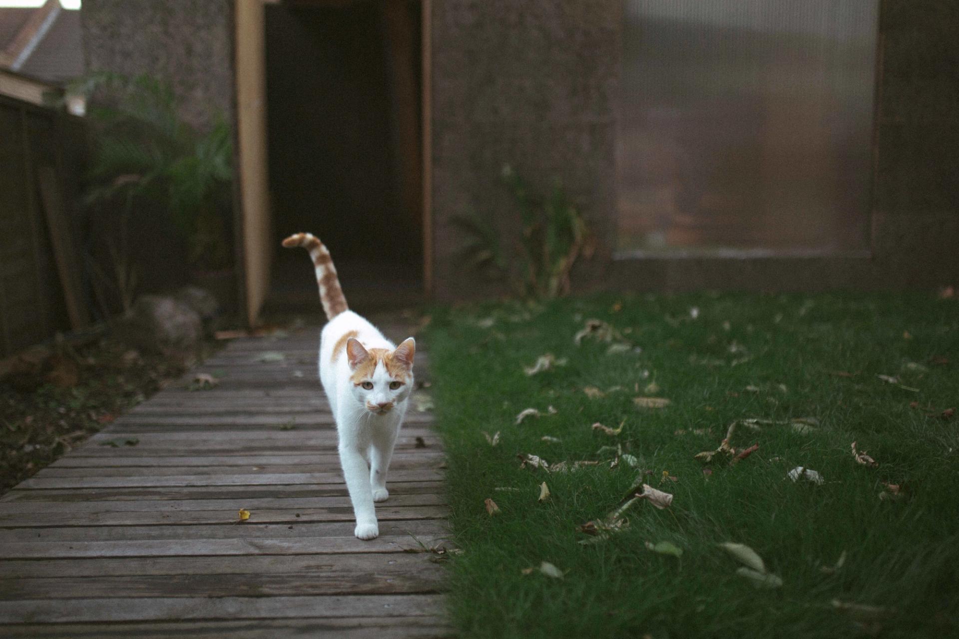 Small white cat walking down the path from the cork studio