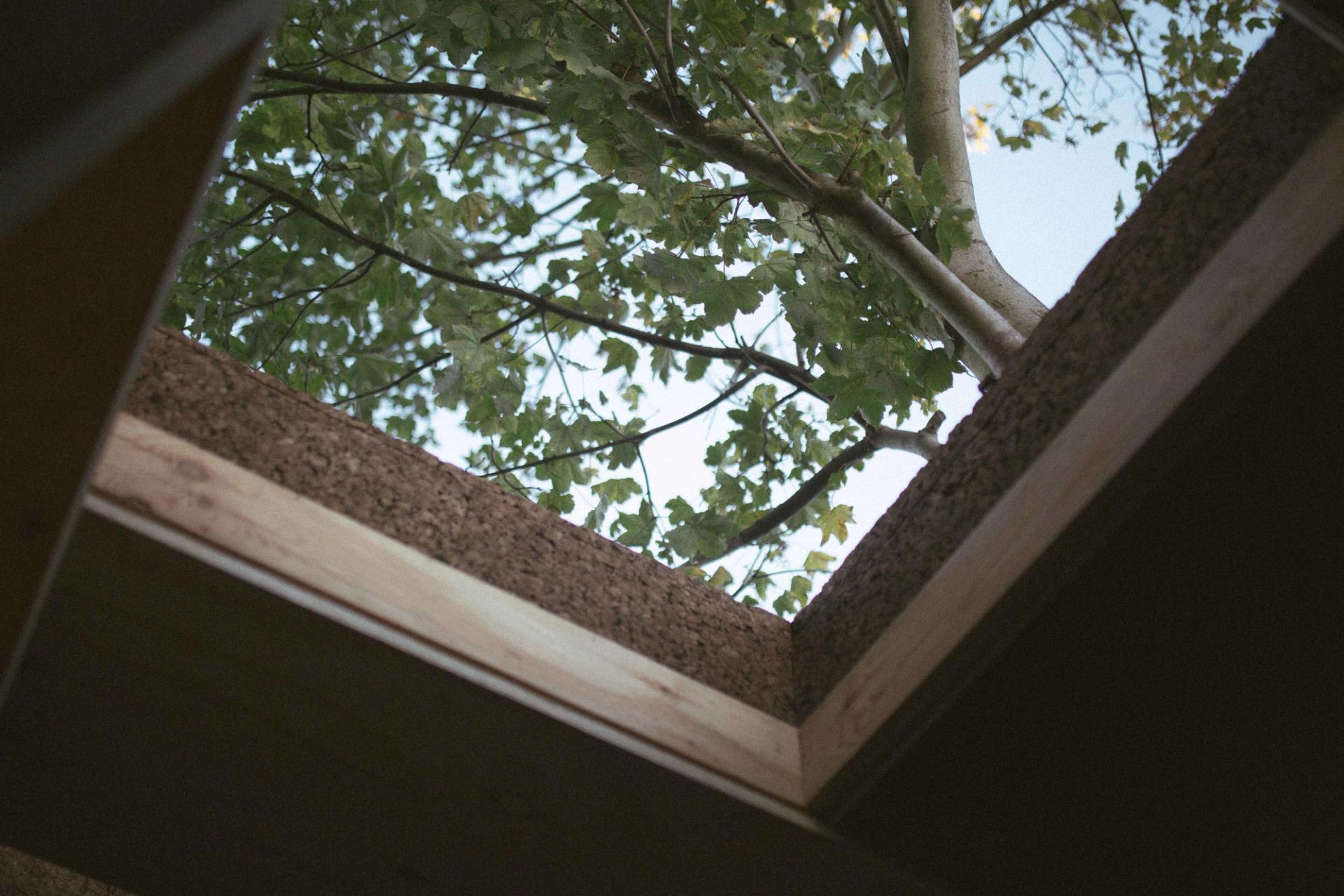 Image looking through a skylight and up at the trees above