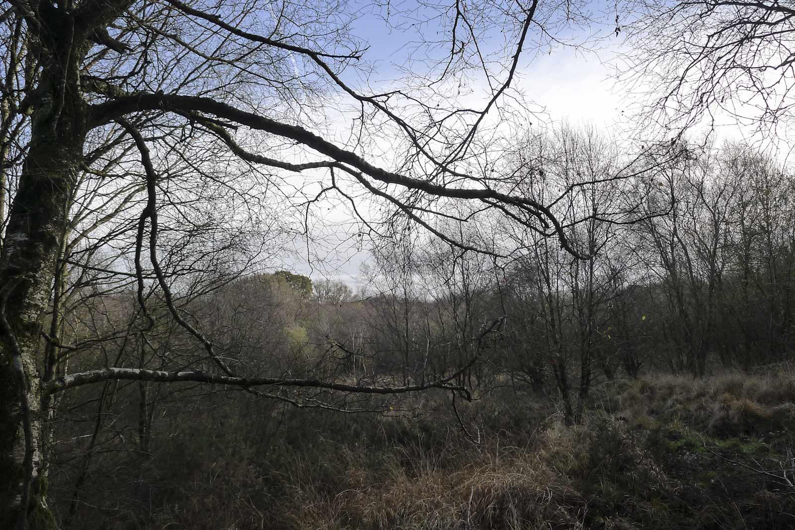 Forest location with Goat Willow trees and blue sky