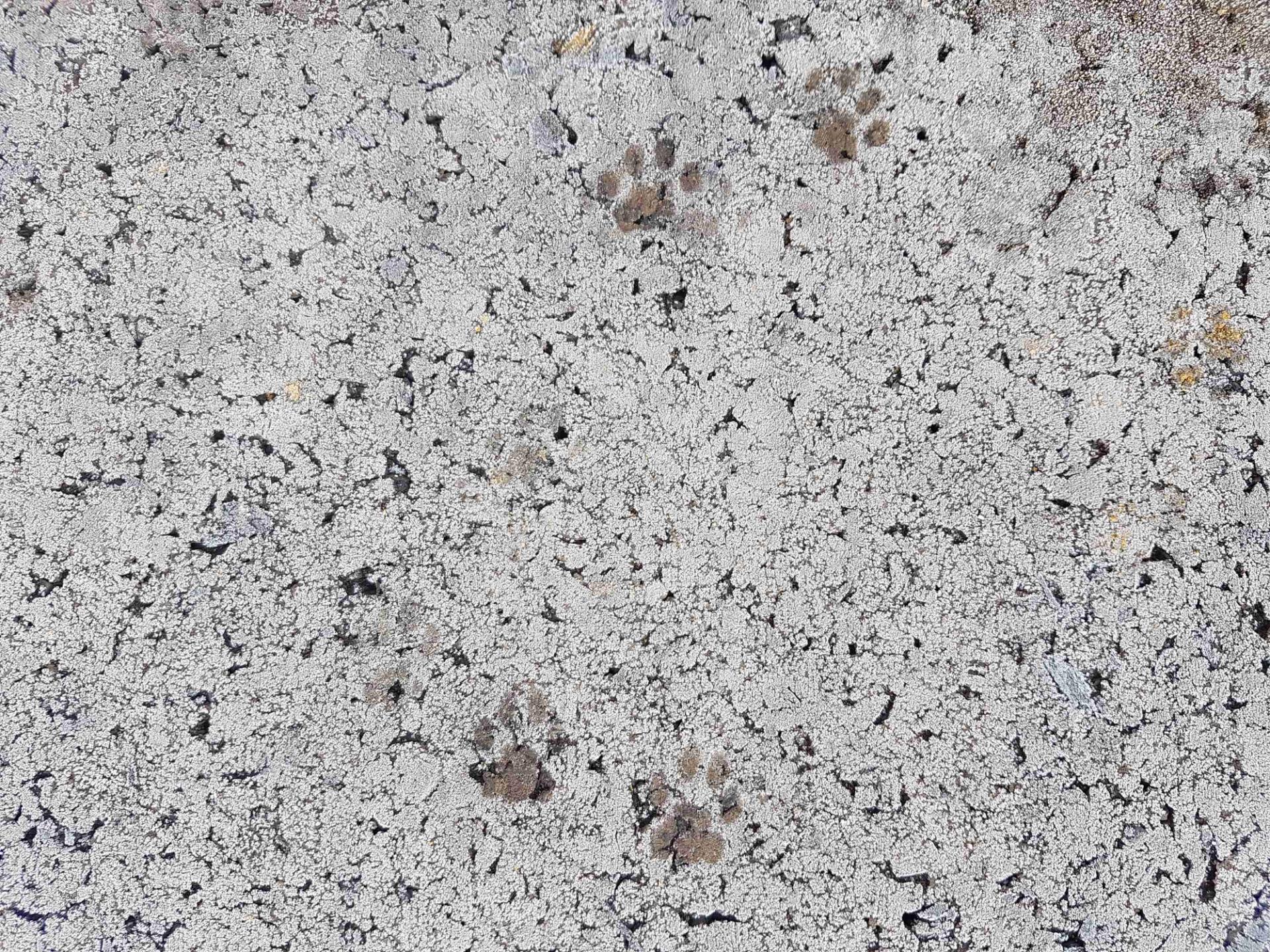 Close up of cork texture with cat paw prints on the surface