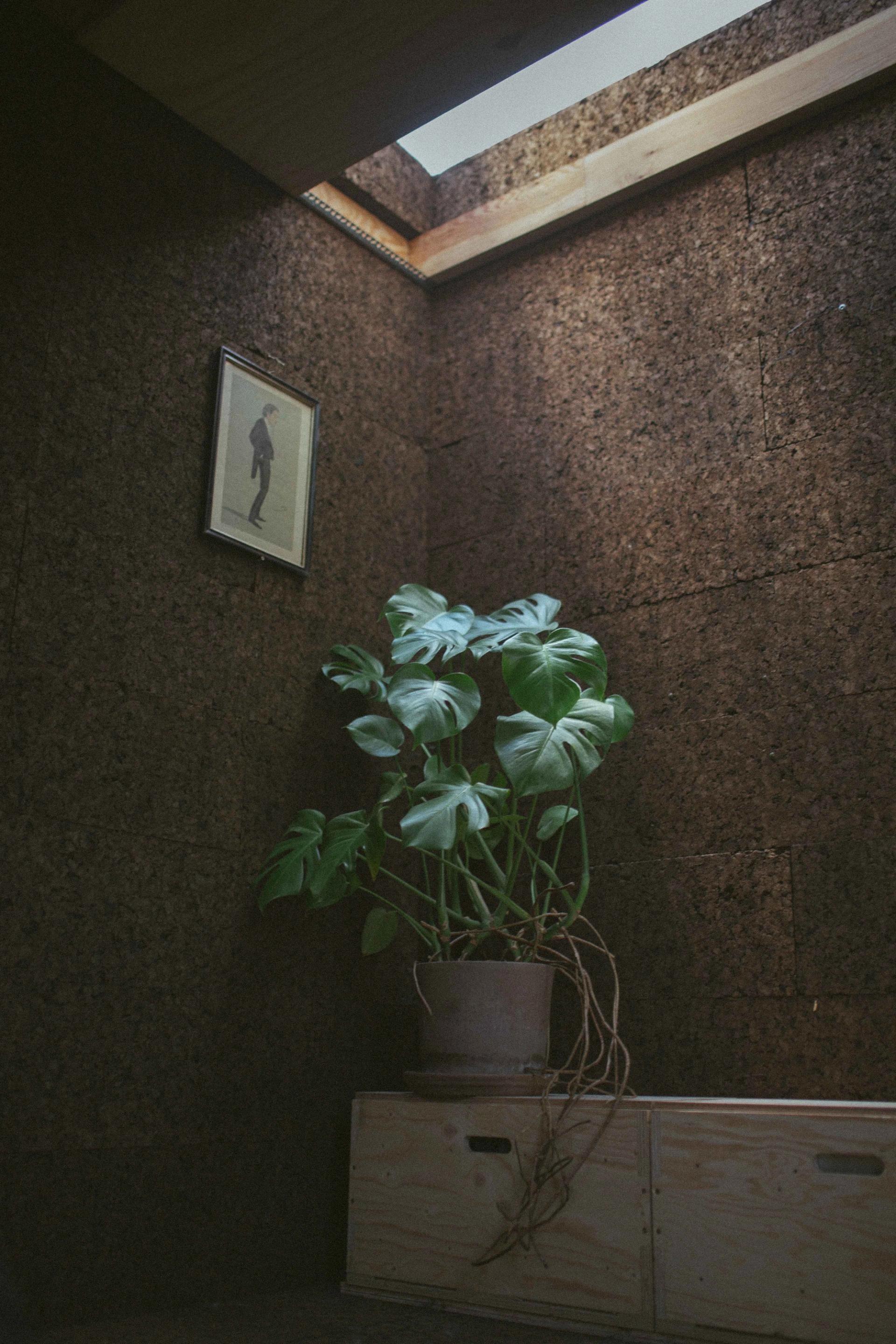 Image looking at plant in the corner, lit by skylight in the cork studio 
