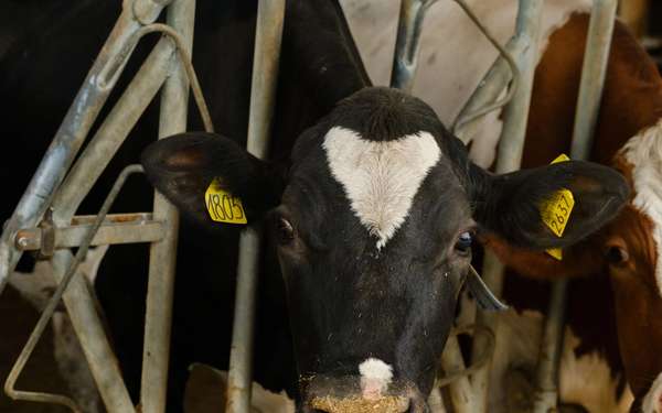 Società Agricola Tassan Damiano e Valentino