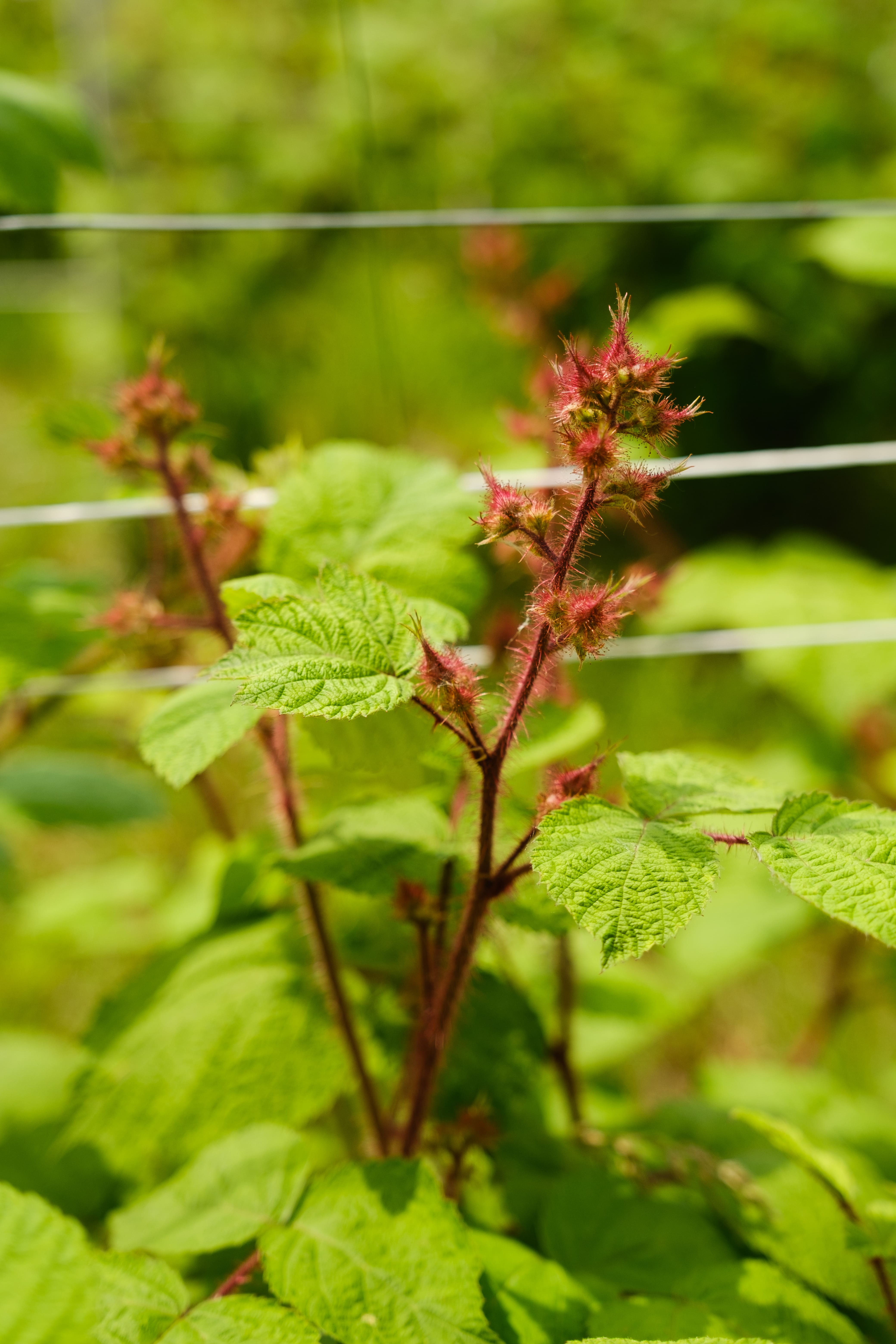 Gli Ori Del Battilana Di C.D.