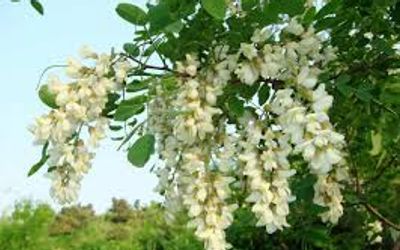 The Application of Rutin as a Natural Additive in the Feed Industry