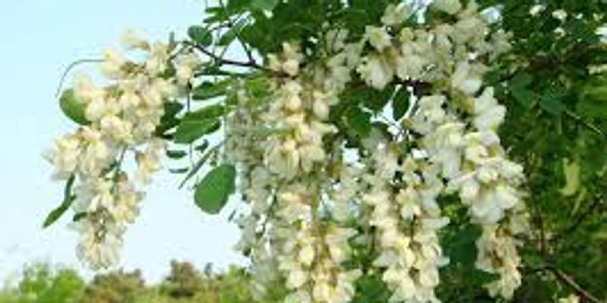 The Application of Rutin as a Natural Additive in the Feed Industry