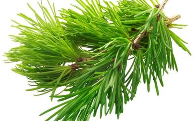 Dihydroquercetin as a Natural Food Preservative: Applications and Advantages