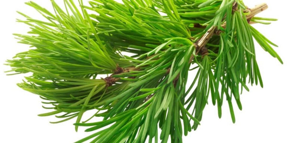 Dihydroquercetin as a Natural Food Preservative: Applications and Advantages